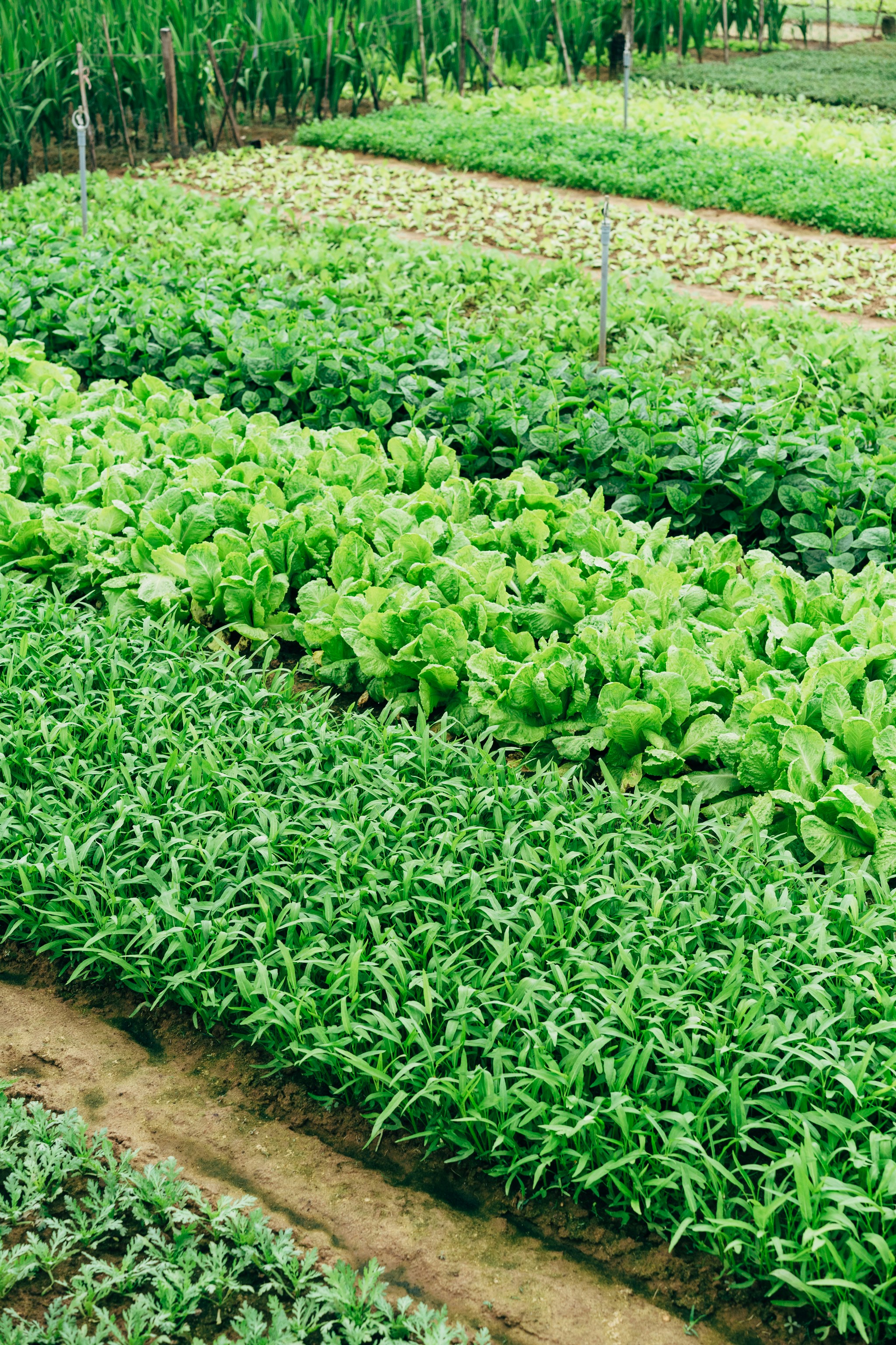 Rows of leafy green vegetables in a hydroponic or smart farming system, showing healthy crop growth and efficient plant management.